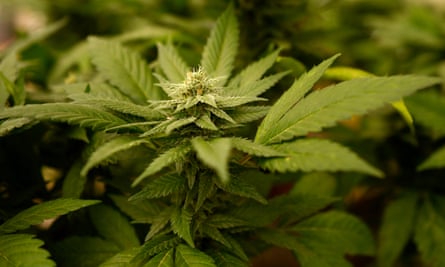 Jersey Grants Licence To Harvest Hemp Flowers For Cbd Oil Cannabis The Guardian