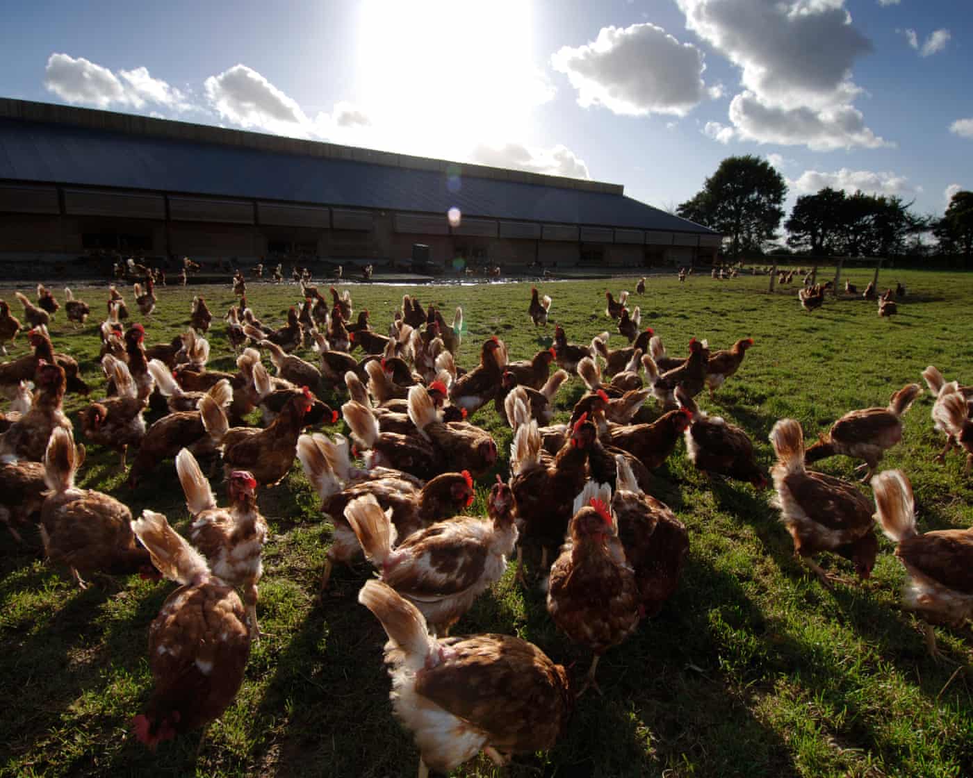 Farmers seek transition period