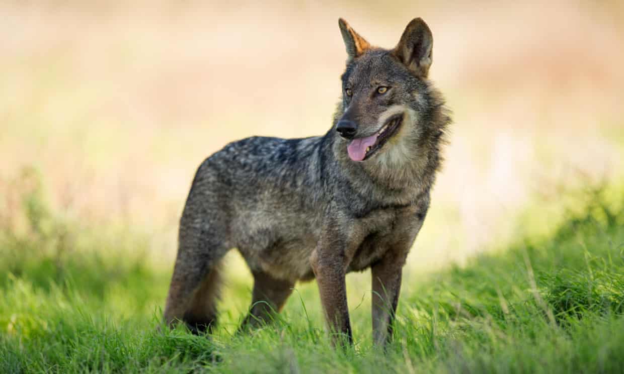 ‘Shameful loss’: wolves declared extinct in Andalucía ‘Shameful loss’: wolves declared extinct in Andalucía