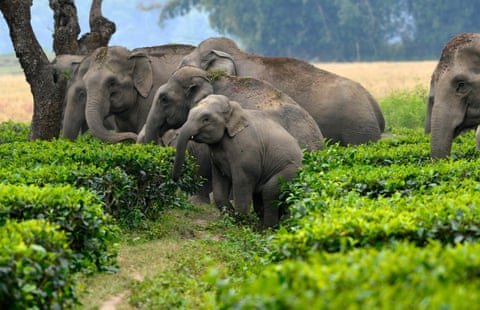 Elephants cross a tea garden to enter a paddy field in Assam, India. Conservationists are finding new, wildlife-friendly ways to keep herds away from crops.