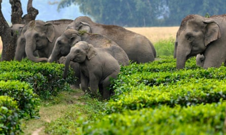 A herd of wild elephants along with newborns cross a tea garden in Sonitpur district of Assam, about 300 km from Guwahati city, India