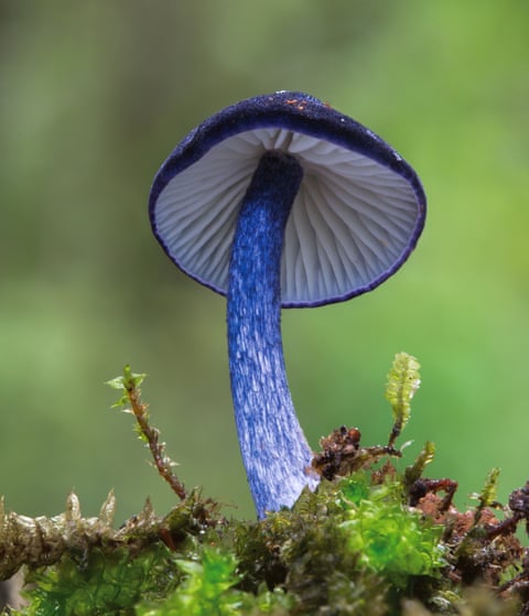Entoloma eugeneiChina