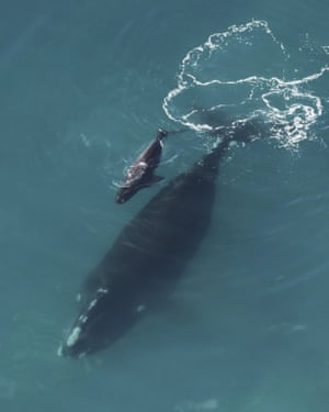 A right whale calf and its mother swimming in the Atlantic Ocean near Sapelo Island, Ga.