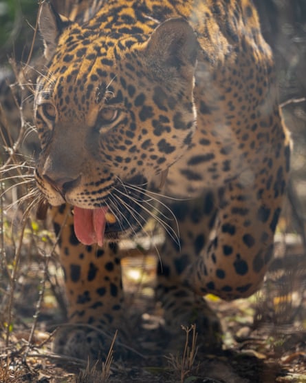 Jaguar prowls - tongue hanging out.