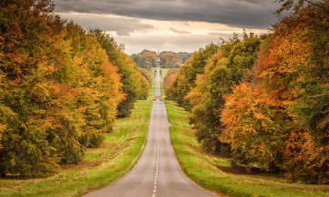The ‘energetically undulating’ road at the Stray, flanked by trees in autumn colour