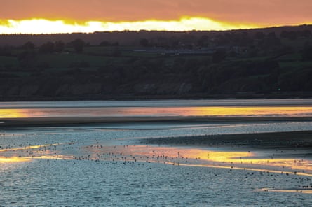 Birdwatching scene: flocks gather on tidal flats as sunset glows gold over the river.