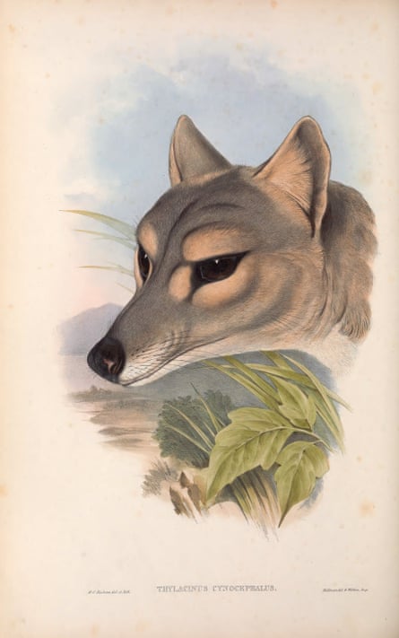 Illustration of a Tasmanian tiger in The Mammals of Australia (1863), by John Gould.