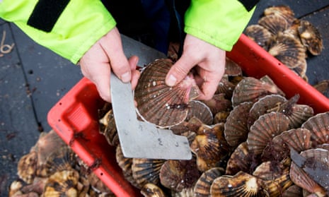 Fisherman holding a scallop above a crate of scallops.