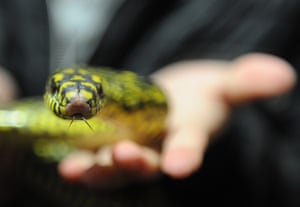 A single gram of snake venom can bring in 3,000-5,000 yuan ($450-$750).