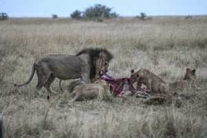 A pack of lions feasting