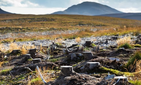 In the Flow Country, Scotland, restoration of the blanket bog, a vast natural carbon sink, involves removing forestry plantations