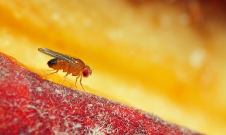 A fruit fly on a pear. Edward O Wilson posits a world in which we will have eradicated all the fly’s natural enemies, compromising our ability to fight it.