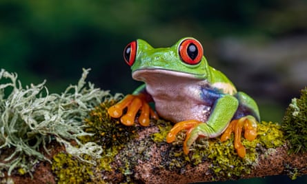 Closeup of a frog on branch