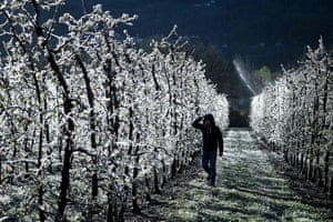 La Palazzetta, Italy. A tree grower walks past apple trees that are covered with a layer of ice, after being artificially watered to protect from the frost, at an orchard. The ice coating is supposed to protect the delicate blossoms from cold temperatures and spring freezes that have hit Italy in this week