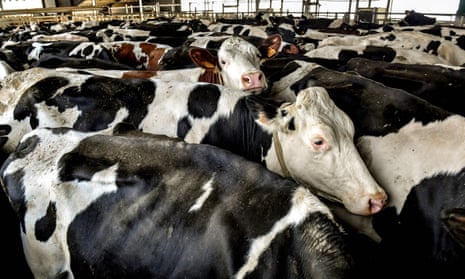 intensive cattle farm in France