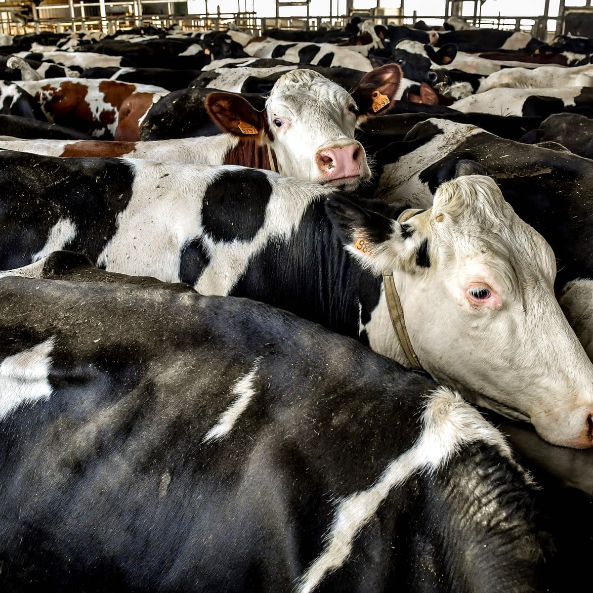 Abuse of animals rife on farms across Europe, auditors warn | Farm animals  | The Guardian