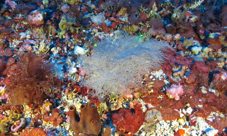 Saving ‘old and wise’ animals vital for species’ survival, say scientists Corals, sponges, and marine algae living in a bed of rhodoliths. Deep sea corals can be thousands of years old and provide important shelter for marine life.Photograph: AP