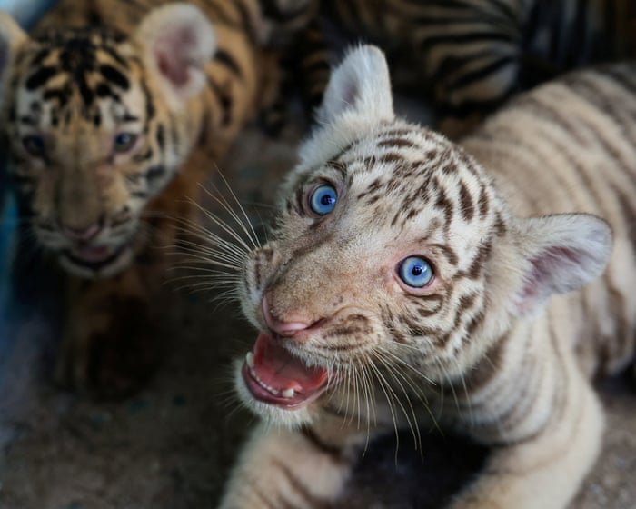 Cuban zoo celebrates birth of Bengal tigers amid energy crisis