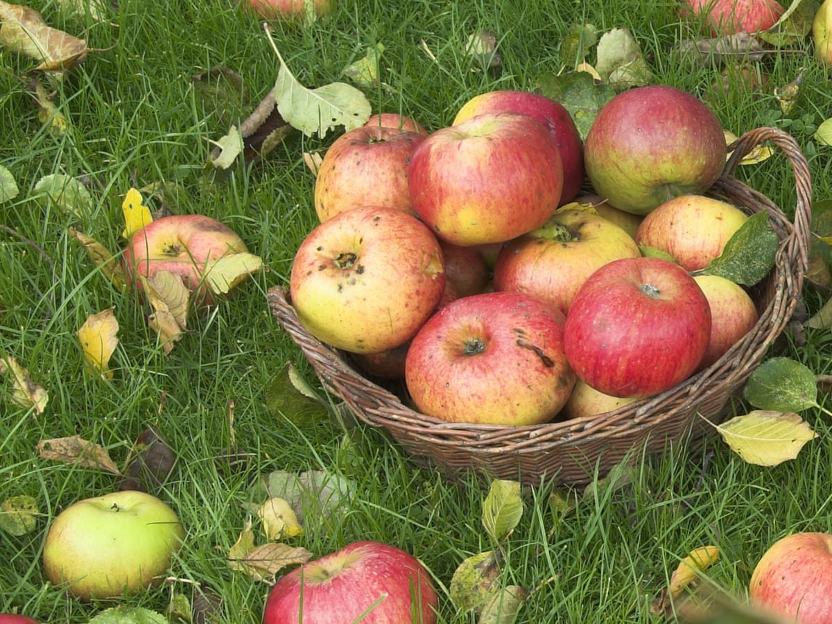 Featured image of post How to Make Bramley Apple Cider Recipe