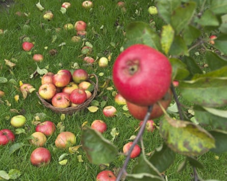 Windfall bramley apples.