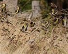 Large Flock of Juvenile Goldfinches Spotted Feeding in Derbyshire