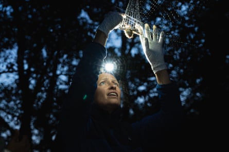 A woman wearing a headlamp untangling a creature from a fine net.