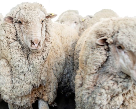 Merino sheep