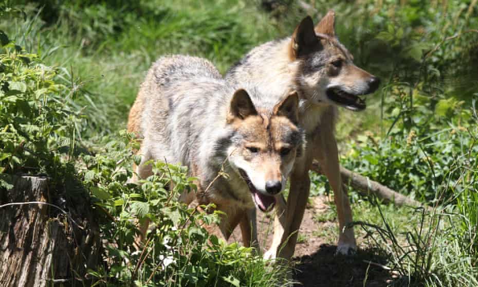 European gray wolves on June 18, 2015 in the semi-wildlife animal park of Les Angles, southwestern France.