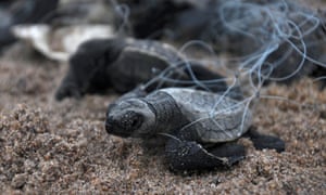 Millions of olive ridley turtles are hatching and entering the Bay of Bengal, one of the mass nesting sites in the Indian coastal state of Odhisa.