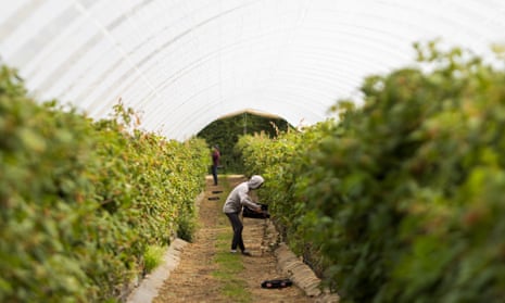 Workers at a fruit and vegetable farm near Maidstone, Kent