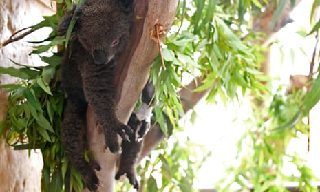 An injured young koala rests at the emergency response wildlife shelter in Mallacoota