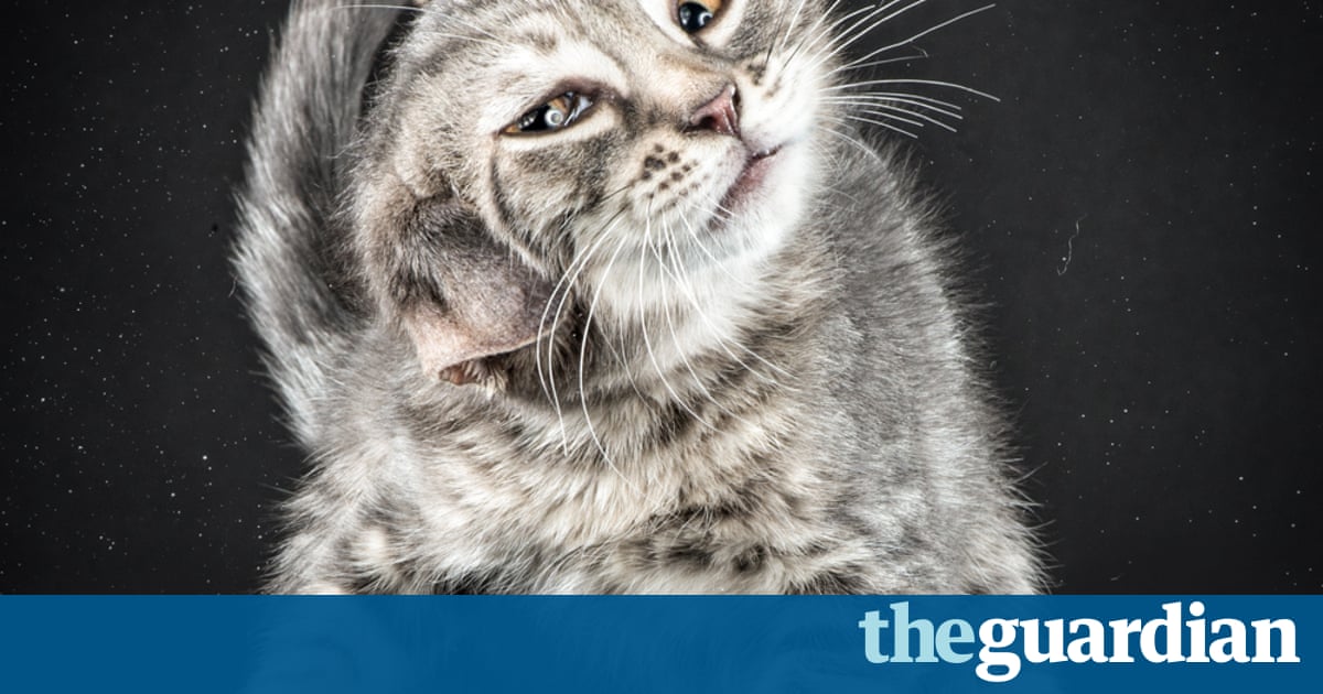 Cats in slow motion in pictures Life and style The Cats in slow motion in pictures Life and style The