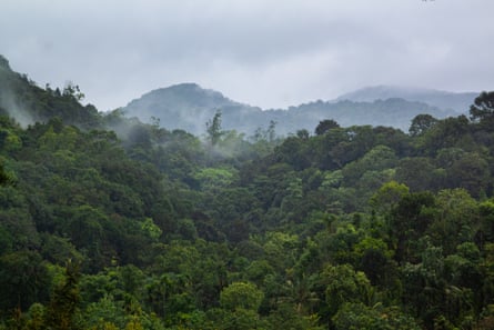 A misty rainforest landscape