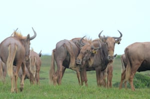 The “golden wildebeest”