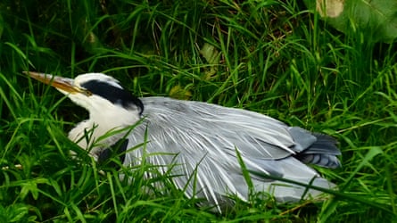 A heron at Water of Leith