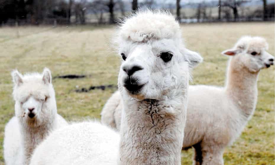 Have you heard our new poems? … alpacas