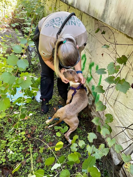 Dog rescued after being thrown off Florida bridge in a bin | Florida