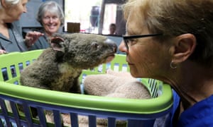Fight For Koalas Survival After Devastating Nsw And Queensland