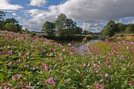 Himalayan balsam (impatiens glandulifera) flourishes in Devon, UK.