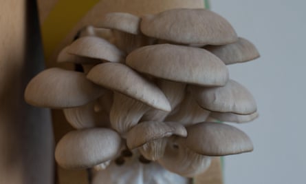 Oyster mushrooms growing in a kit at home.