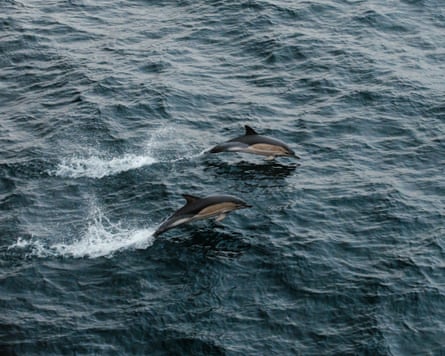Two dolphins leaping out of the water
