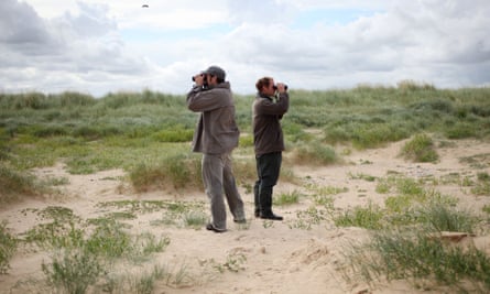 Ornithologists carry out ringing of common terns on Blakeney Point off the North Norfolk Coast, England, Britain