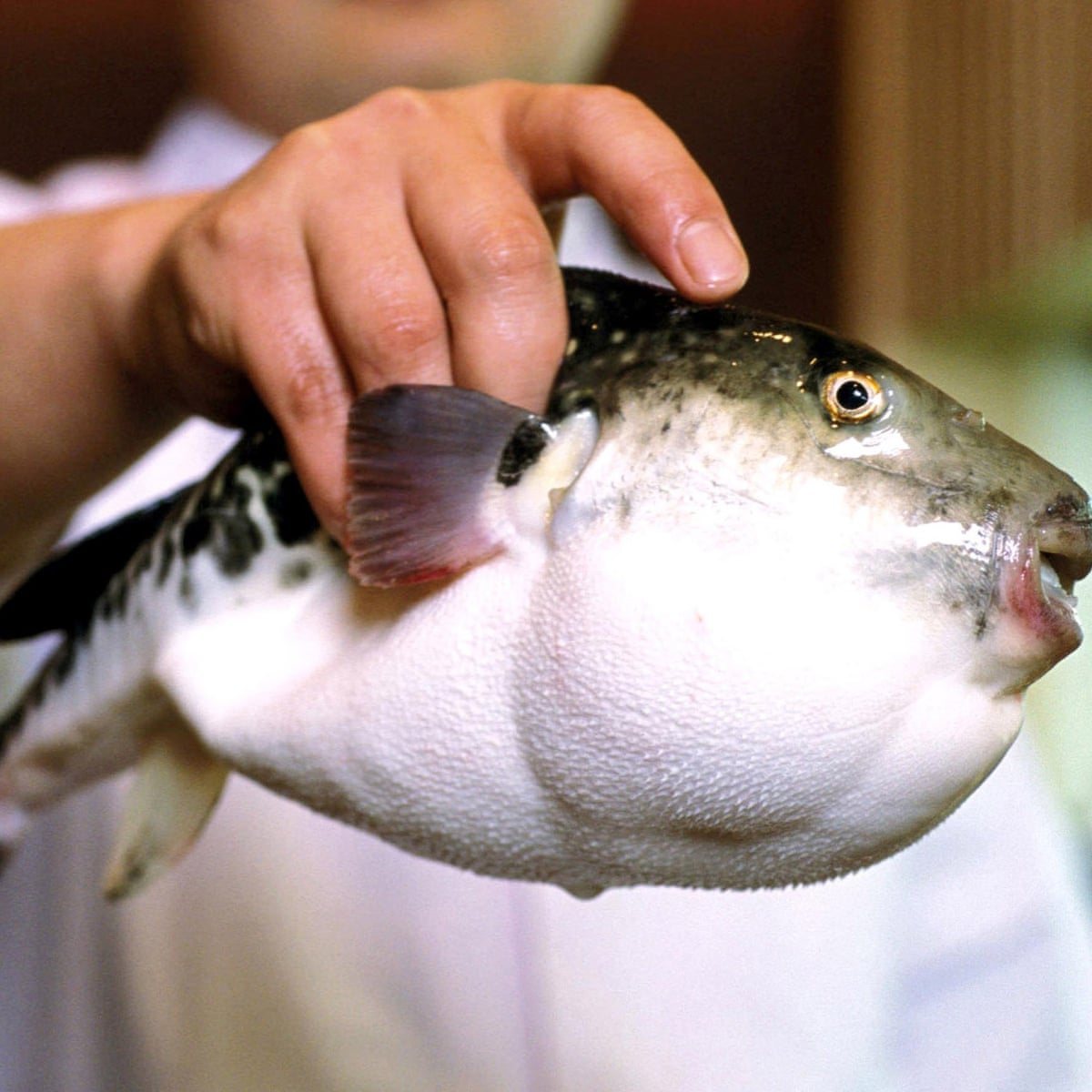 Japan Hunt For Deadly Fugu Fish Sold In Error By Supermarket Japan The Guardian Japan Hunt For Deadly Fugu Fish Sold In Error By Supermarket Japan The Guardian
