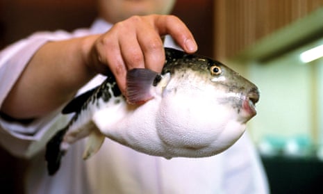 Fugu is one of Japan’s most expensive winter delicacies, but it contains a poison that can be fatal.