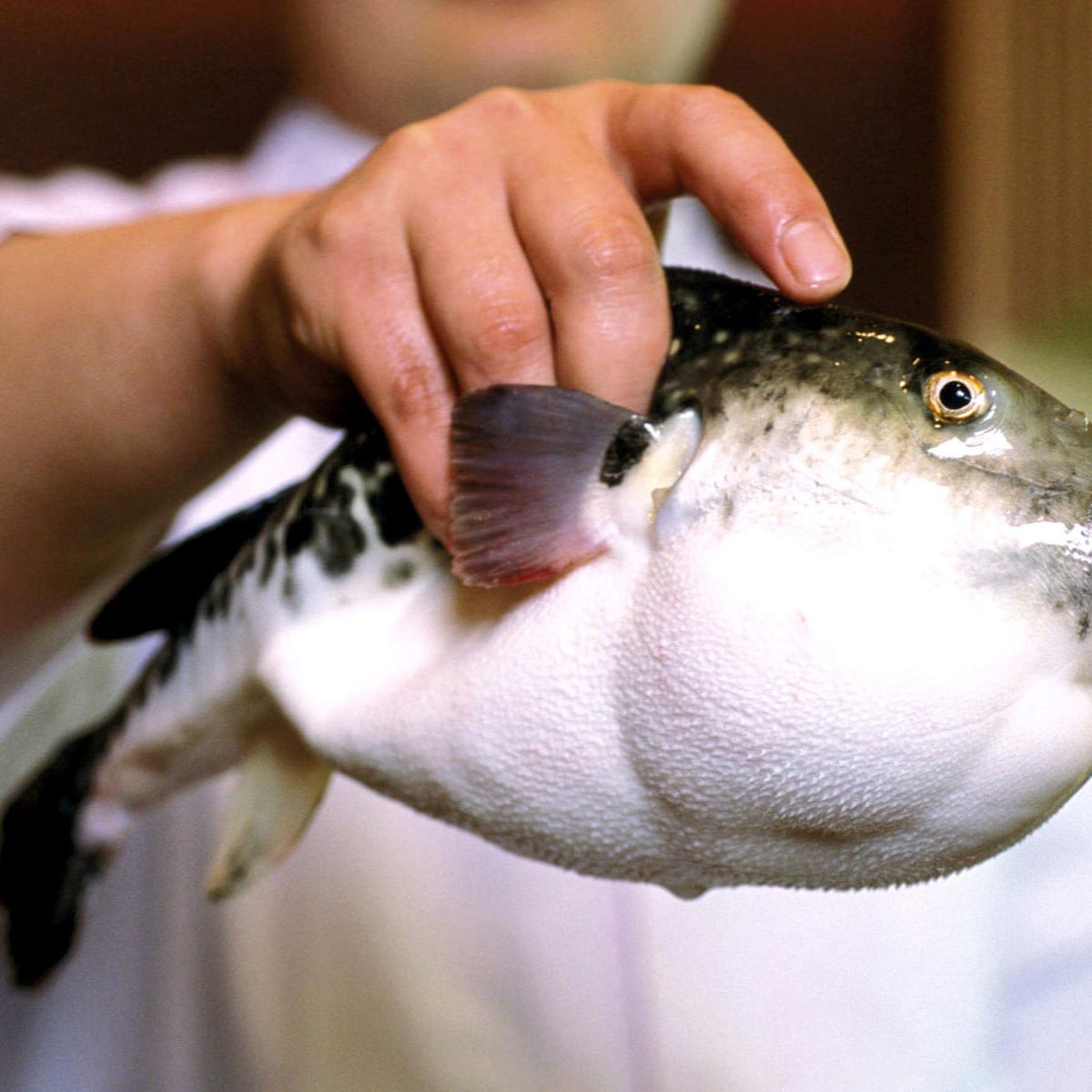 Japanese Police Raid Restaurant Serving Potentially Deadly Tiger Blowfish Liver Japan The Guardian Japanese Police Raid Restaurant Serving Potentially Deadly Tiger Blowfish Liver Japan The Guardian