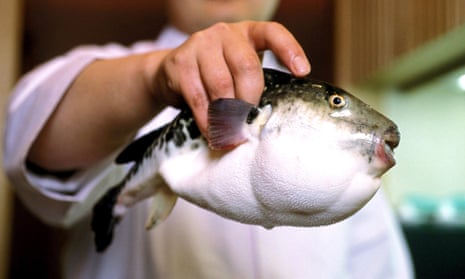 The fugu fish: there is no known antidote for its poisonous liver but but some chefs are campaigning to be able to serve the delicacy from farmed species