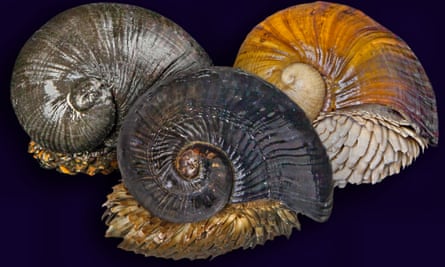 The scaly foot snail, one of the new additions to the red list