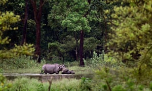 Rinoceronte indiano com um chifre