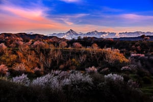 Almond flowers bloom at the foot of Tianshan Mountain, in Xinjiang Uygur, China.