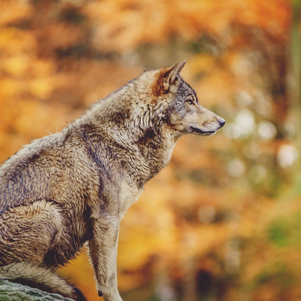 Landscape of fear: why we need the wolf | Wildlife | The Guardian